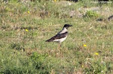 Nebelkrähe (Corvus cornix cornix), Golfo di Marinella, Sardinien