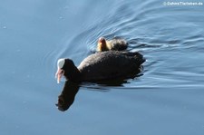 Blässralle oder Blässhuhn (Fulica atra atra) am Golfo di Marinella, Sardinien