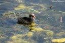 Gallinula chloropus chloropus