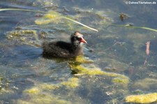 Teichralle oder Teichhuhn (Gallinula chloropus chloropus), Golfo di Marinella, Sardinien