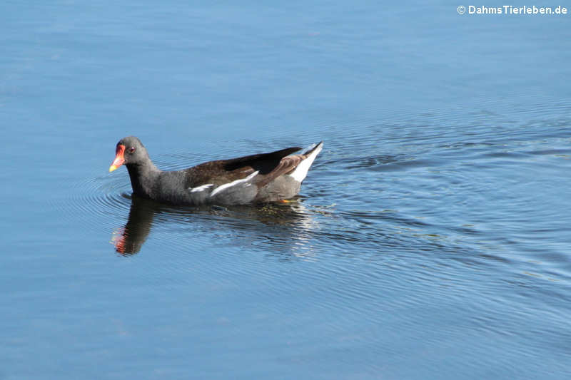 Teichralle (Gallinula chloropus chloropus)