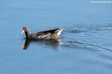 Teichralle oder Teichhuhn (Gallinula chloropus chloropus), Golfo di Marinella, Sardinien