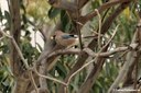 Garrulus glandarius ichnusae