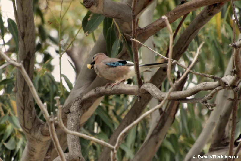 Garrulus glandarius ichnusae