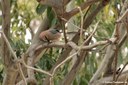 Garrulus glandarius ichnusae