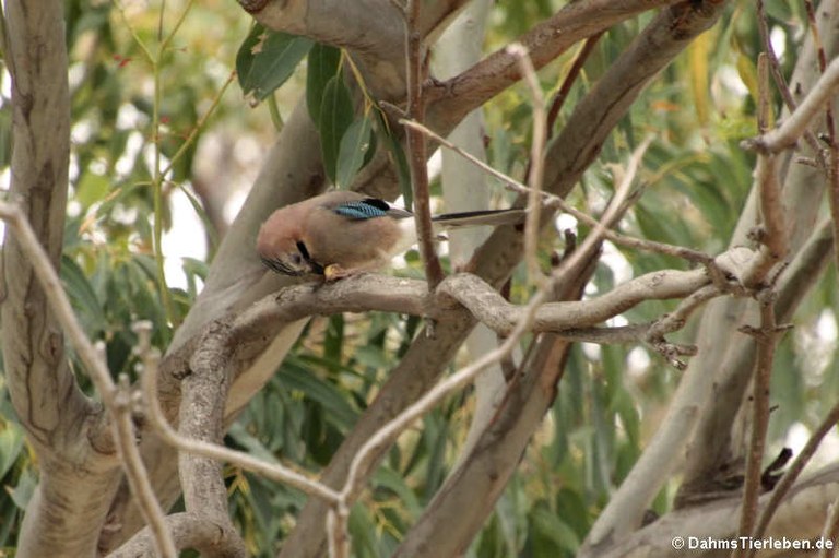 Garrulus glandarius ichnusae