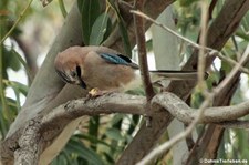 Sardischer Eichelhäher (Garrulus glandarius ichnusae), aufgenommen am Golfo di Marinella, Sardinien