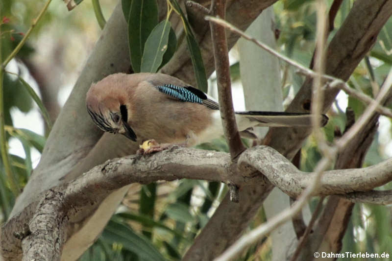 Sardischer Eichelhäher (Garrulus glandarius ichnusae)