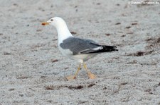 Mittelmeermöwe (Larus michahellis michahellis), Golfo di Marinella, Sardinien