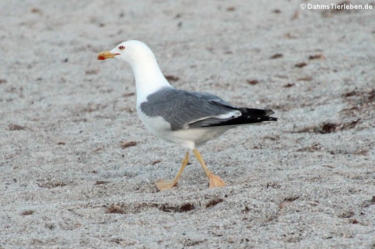 Larus michahellis michahellis