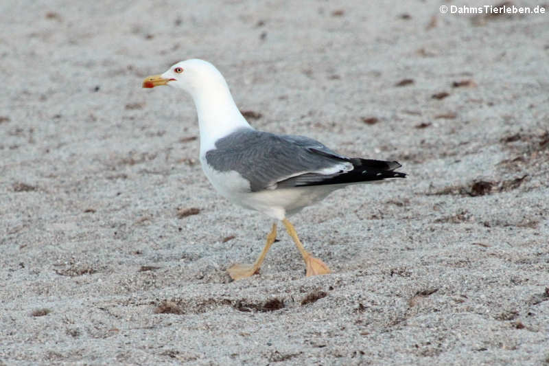 Larus michahellis michahellis