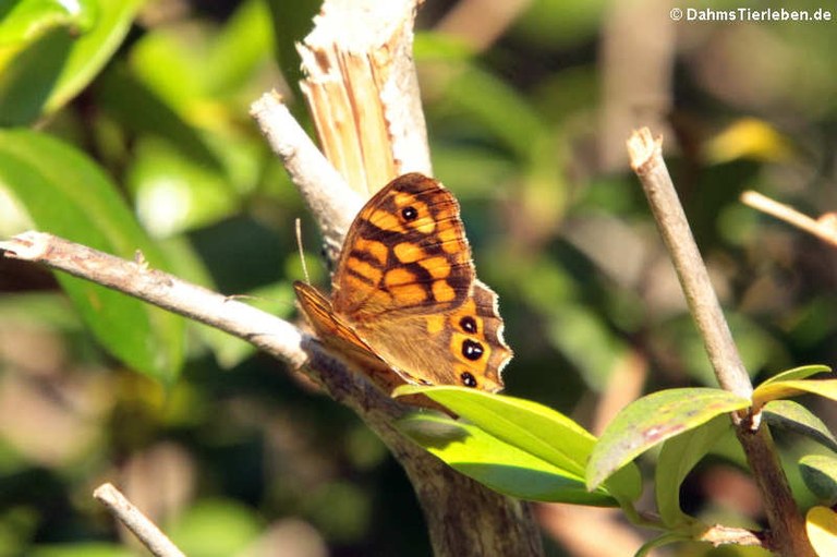 Lasiommata paramegaera