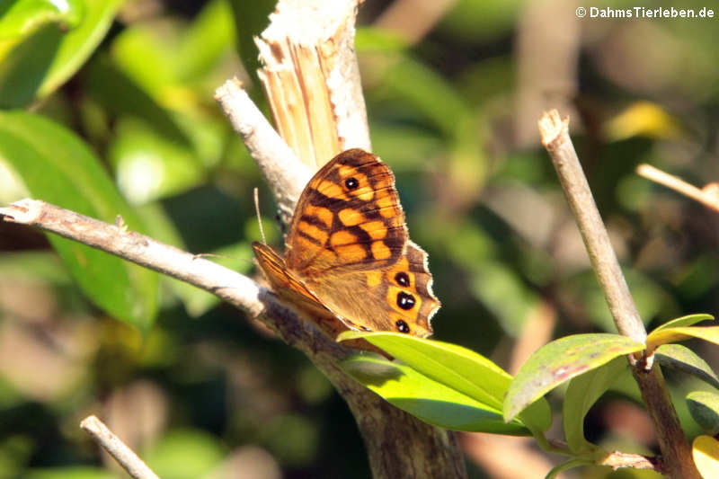 Lasiommata paramegaera