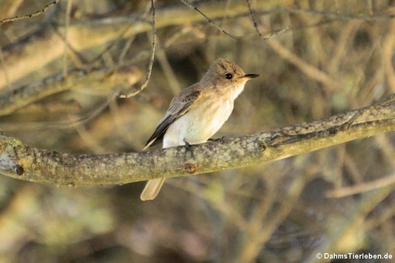 Muscicapa tyrrhenica tyrrhenica