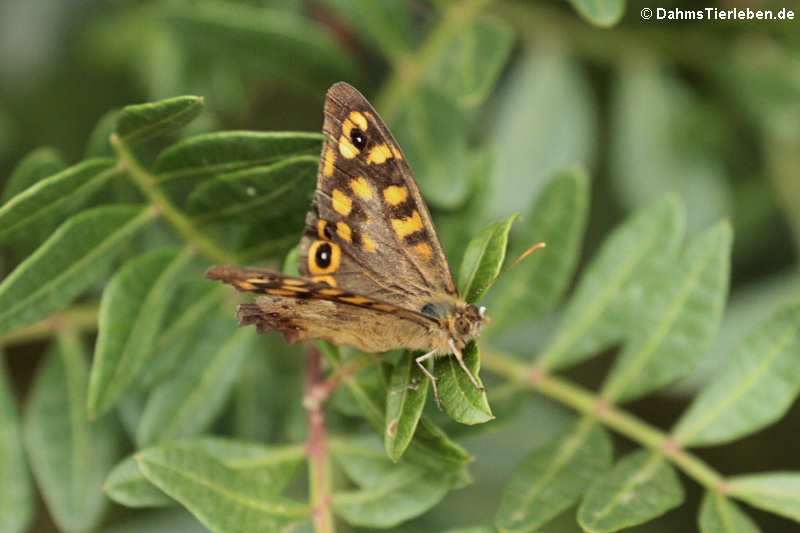 Waldbrettspiel Pararge aegeria aegeria-1