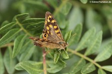 Waldbrettspiel (Pararge aegeria aegeria) am Golfo di Marinella, Sardinien