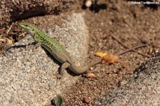 Ruineneidechse (Podarcis siculus siculus), Golfo di Marinella, Sardinien