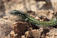 Podarcis tiliguerta tiliguerta