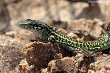 Ruineneidechse (Podarcis siculus siculus), Golfo di Marinella, Sardinien