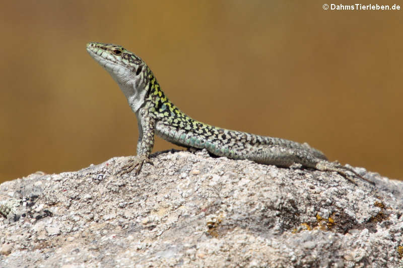 Podarcis siculus siculis-1