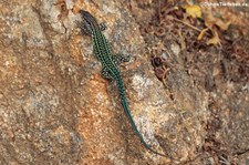 Tyrrhenische Mauereidechse (Podarcis tiliguerta tiliguerta) in Marinella, Sardinien