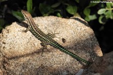 Tyrrhenische Mauereidechse (Podarcis tiliguerta tiliguerta) in Marinella, Sardinien