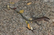 Tyrrhenische Mauereidechse (Podarcis tiliguerta tiliguerta) in Marinella, Sardinien