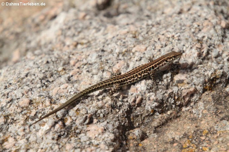 Podarcis tiliguerta tiliguerta