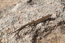 Tyrrhenische Mauereidechse (Podarcis tiliguerta tiliguerta) in Marinella, Sardinien