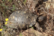 Breitrandschildkröte (Testudo marginata) im Golfo di Marinella, Sardinien