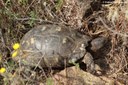 Testudo marginata
