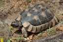 Testudo marginata