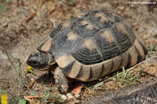 Breitrandschildkröte (Testudo marginata) im Golfo di Marinella, Sardinien