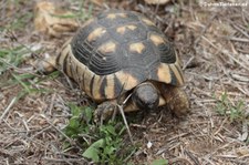 Breitrandschildkröte (Testudo marginata) im Golfo di Marinella, Sardinien