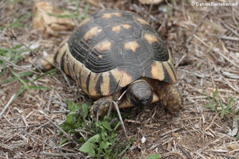Testudo marginata