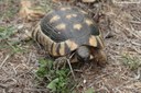 Testudo marginata