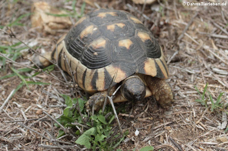 Testudo marginata