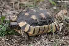 Breitrandschildkröte (Testudo marginata) im Golfo di Marinella, Sardinien