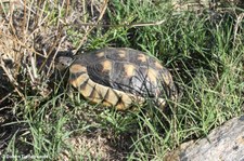 Breitrandschildkröte (Testudo marginata) im Golfo di Marinella, Sardinien