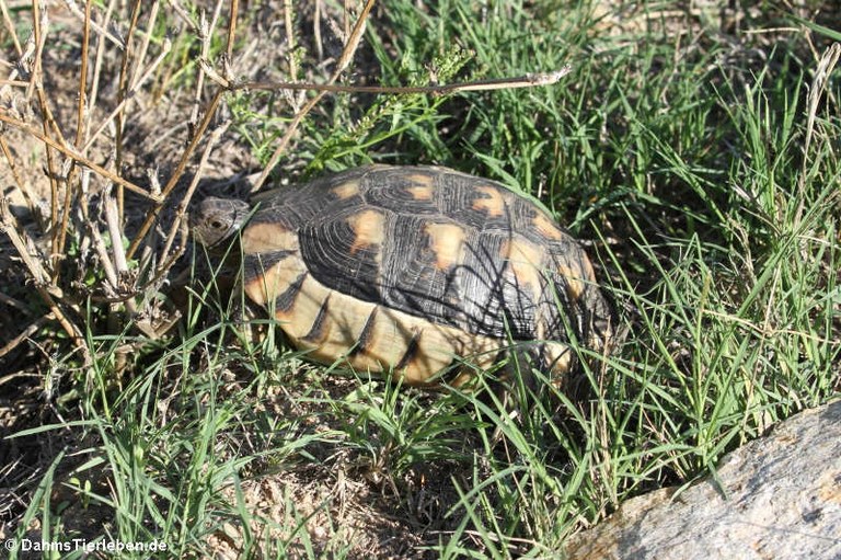 Testudo marginata