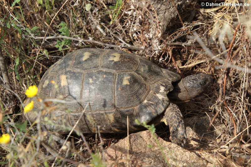 Breitrandschildkröte (Testudo marginata sarda)