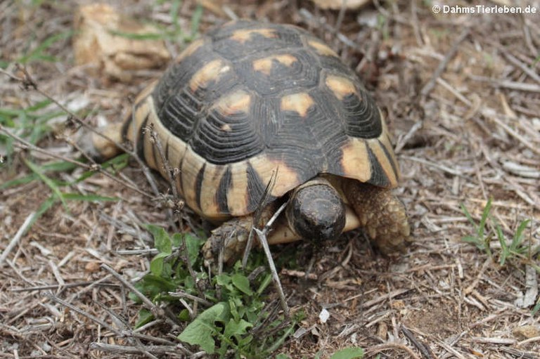 Testudo marginata sarda