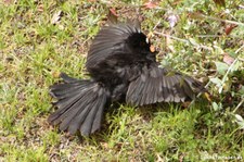 Amsel (Turdus merula merula), Golfo di Marinella, Sardinien