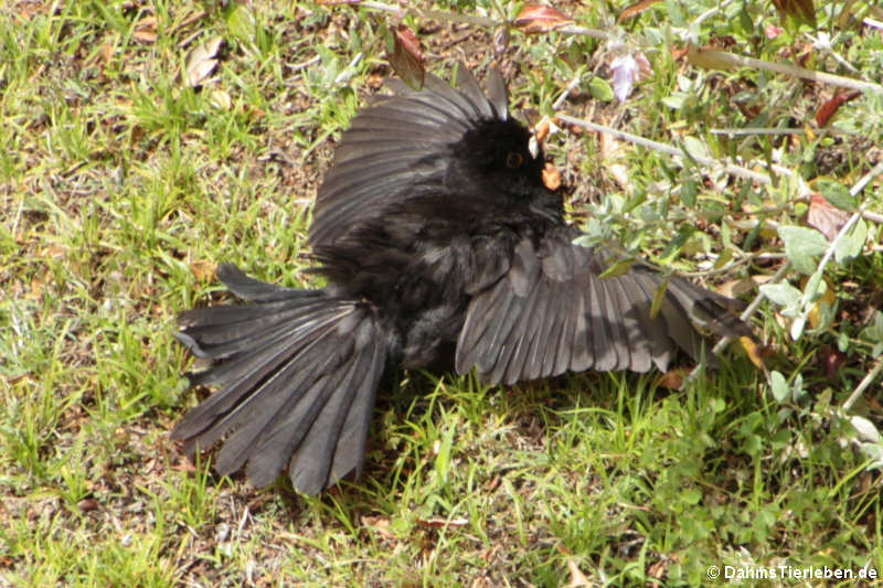 Turdus merula merula