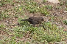 Amsel (Turdus merula merula), Golfo di Marinella, Sardinien