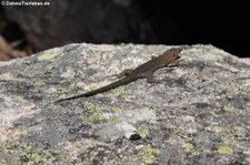 Tyrrhenische Gebirgseidechse (Archaeolacerta bedriagae paessleri) auf dem Monte Limbara, Sardinien