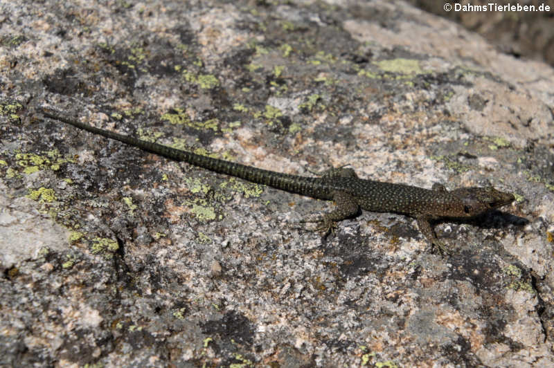 Tyrrhenische Gebirgseidechse (Archaeolacerta bedriagae paessleri)