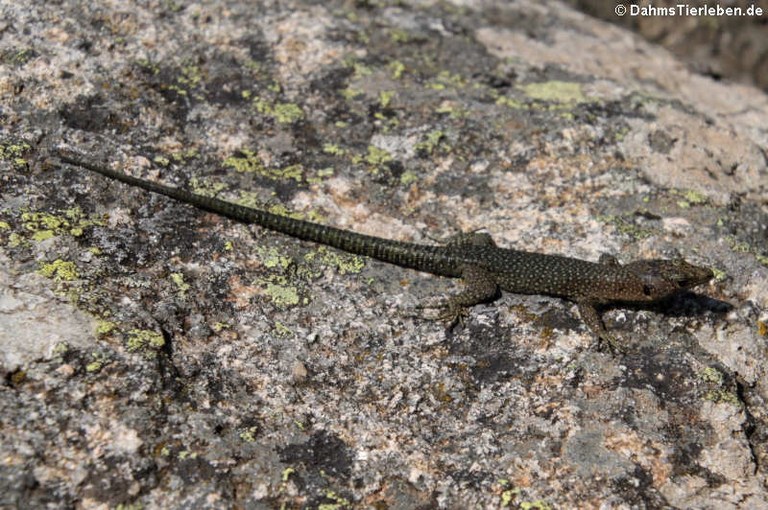 Archaeolacerta bedriagae paessleri