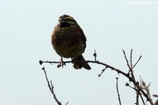 Zaunammer (Emberiza cirlus nigrostriata) auf dem Monte Limbara, Sardinien