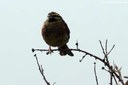 Emberiza cirlus nigrostriata